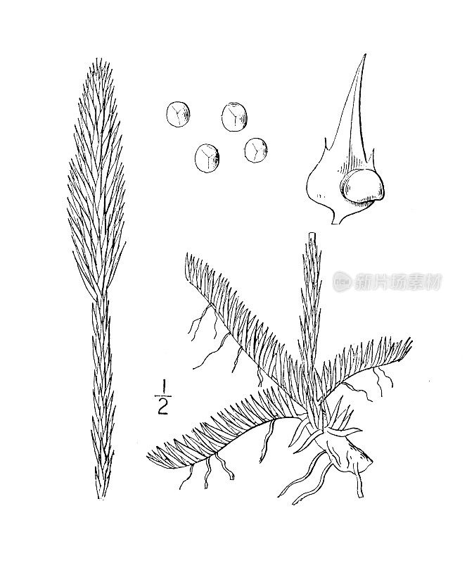 古植物学植物插图:Lycopodium alopecuroides，狐狸尾巴俱乐部苔藓